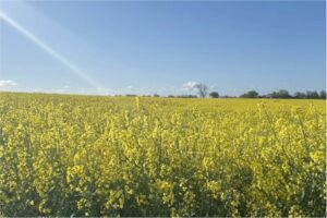 Protected: UK Rapeseed – Sustainability in Practice